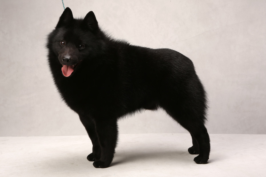 National Dog Show Schipperke National Dog Show Schipperke