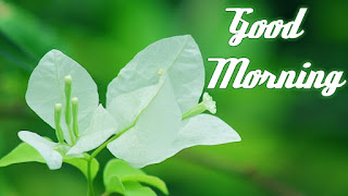 good morning good morning