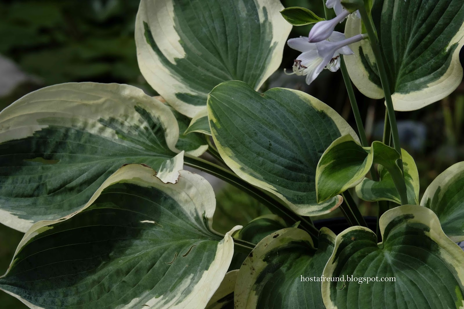 Hosta - Funkie - Meine Funkiensammlung und mein Garten.: Hosta Blue ...
