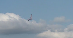 bird birds flying solo robird morning they alone sciencetech cent into prey poem flies