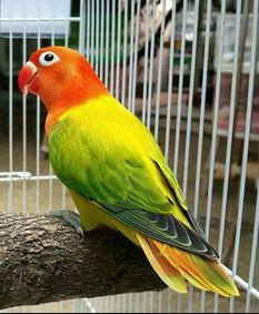 Ciri Lovebird Euwing Beserta Gambar Dan Prospek Harganya Di 2018