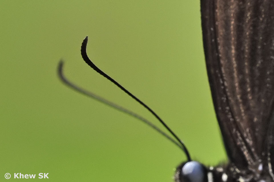 Butterflies of Singapore The Butterfly Antennae