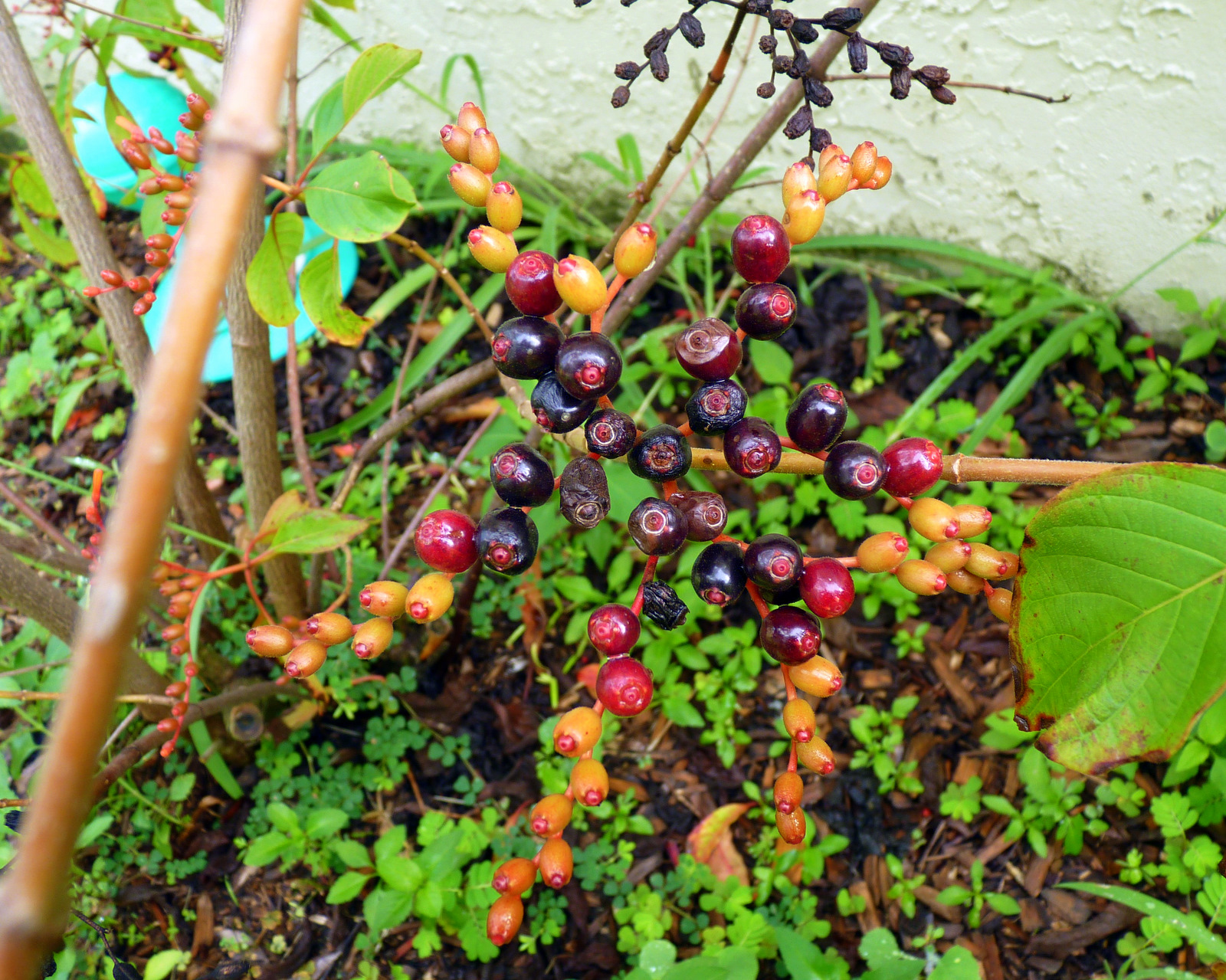 My Florida Backyard Fire and Rain