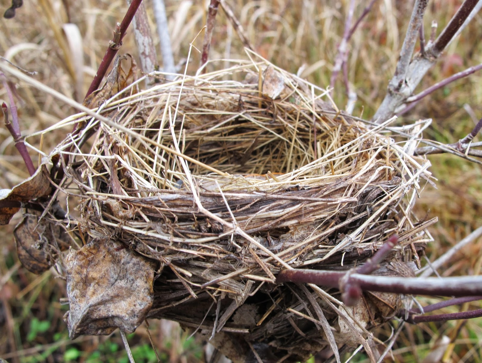 Blue Jay Barrens: Bird Nests in the Field