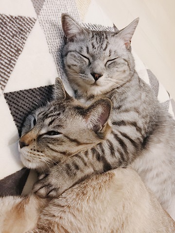 ニコニコ顔のサバトラ猫と、苦しそうな顔のシャムトラ猫