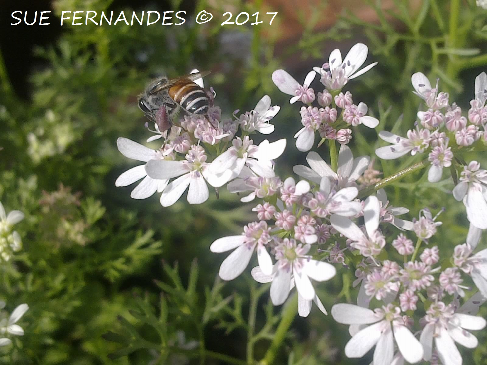 Plants Growing In My Potted Garden. How To Grow Cilantro/Coriander