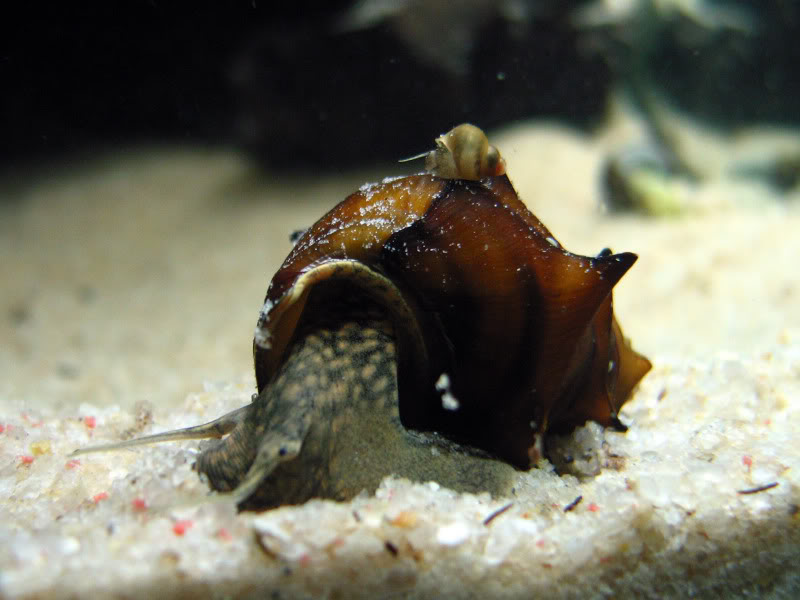 JOE'S AQUAWORLD FOR EXOTIC FISHES MUMBAI INDIA 9833898901 exotic