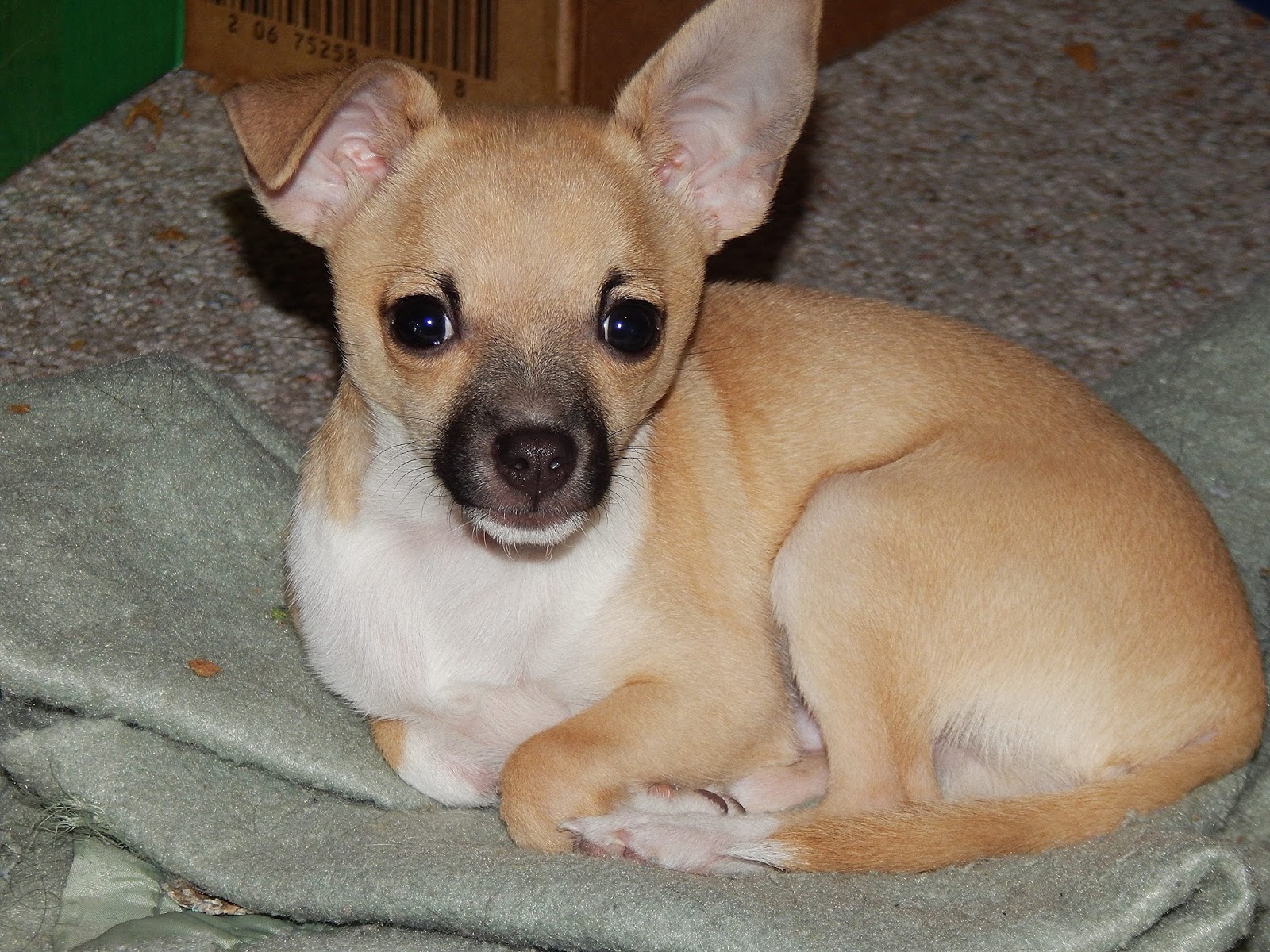 How To Train Your Weird Dog Teacup Chihuahua Information