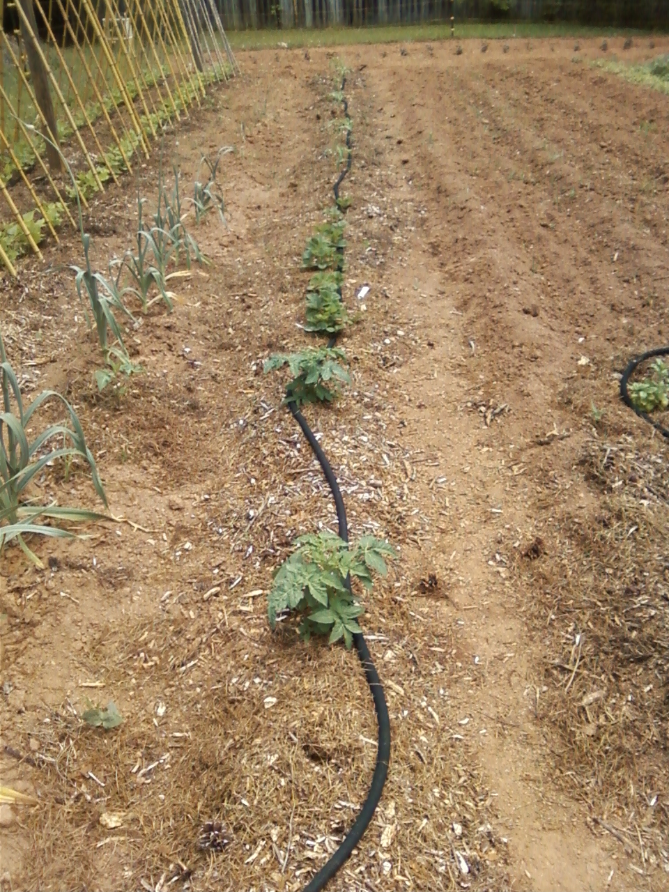 Two Sisters Gardening One Plumbing Drip that's Good for the Garden