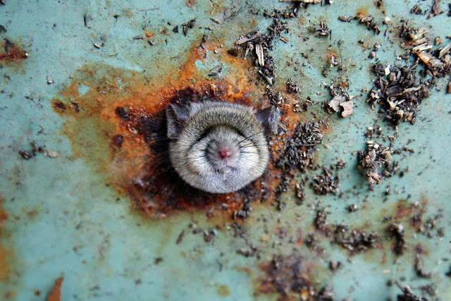 Kasihan! Tikus ini Viral Gara-gara Terjebak di Lubang Tong Sampah Kasihan! Tikus ini Viral Gara-gara Terjebak di Lubang Tong Sampah