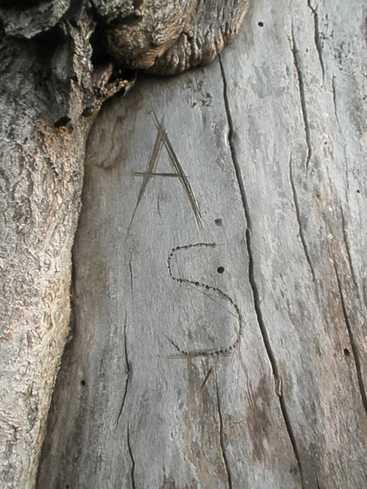 Life is Summer 61 Carve name into a tree