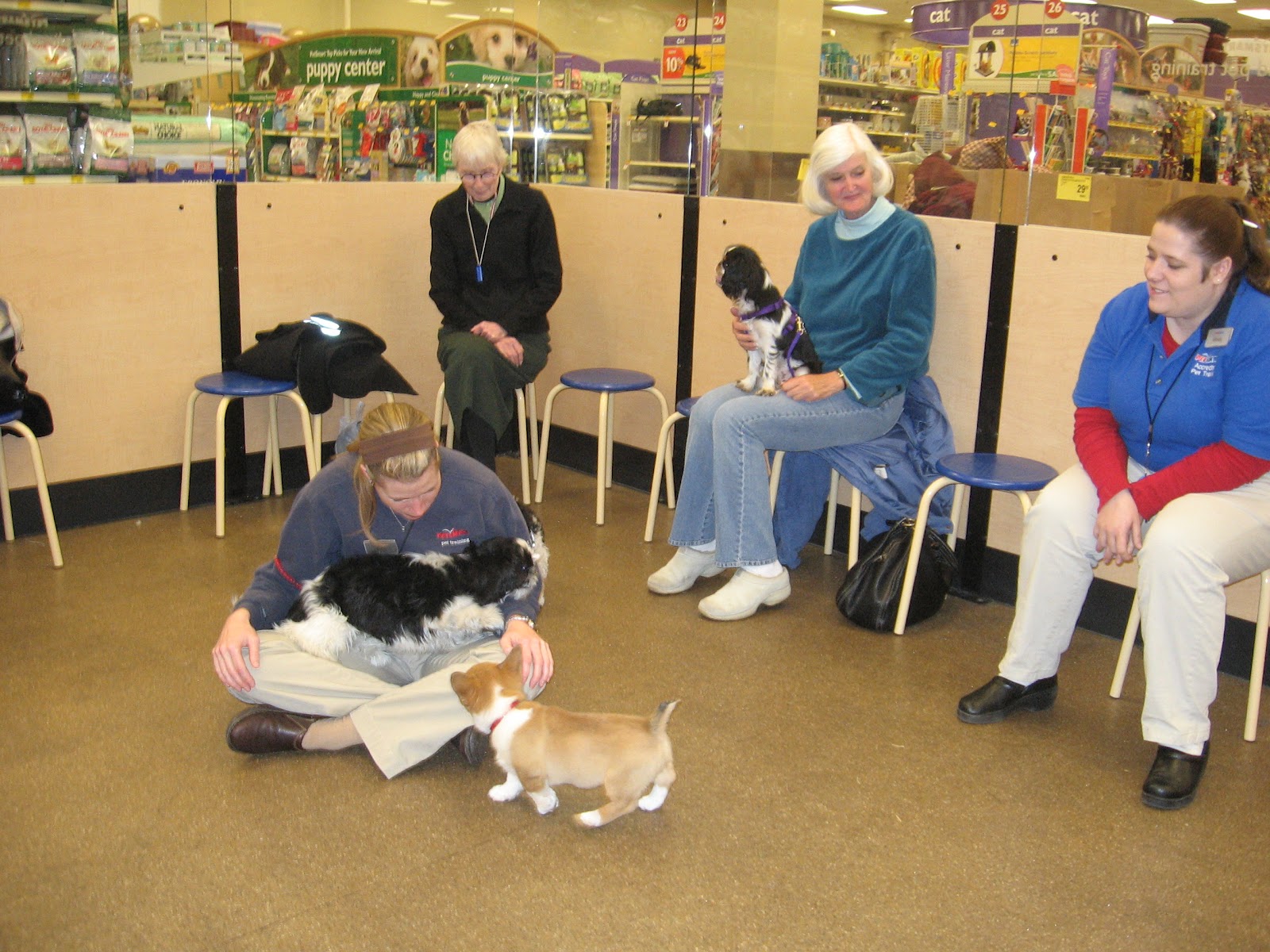 Training Classes Dog Trainer Prices Near Me Flyer Puppy Training