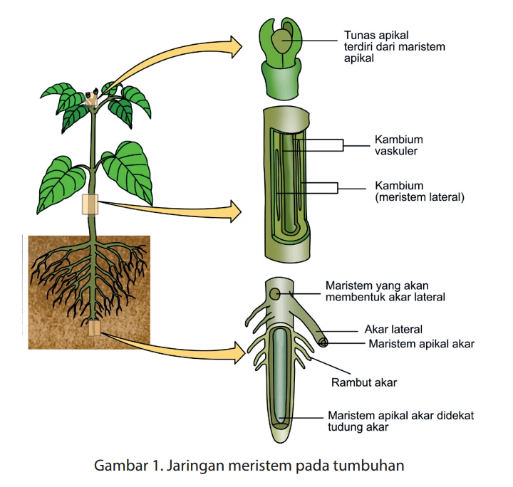 Biologi Ipa Jaringan Meristem Lengkap