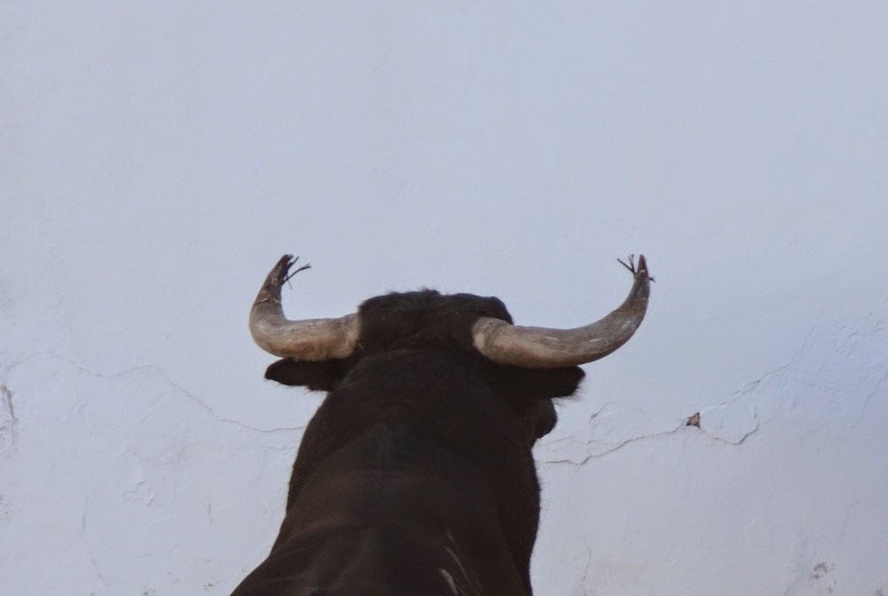 ambitotoros Sobre los pitones de los toros de Prieto de la Cal En Zalamea