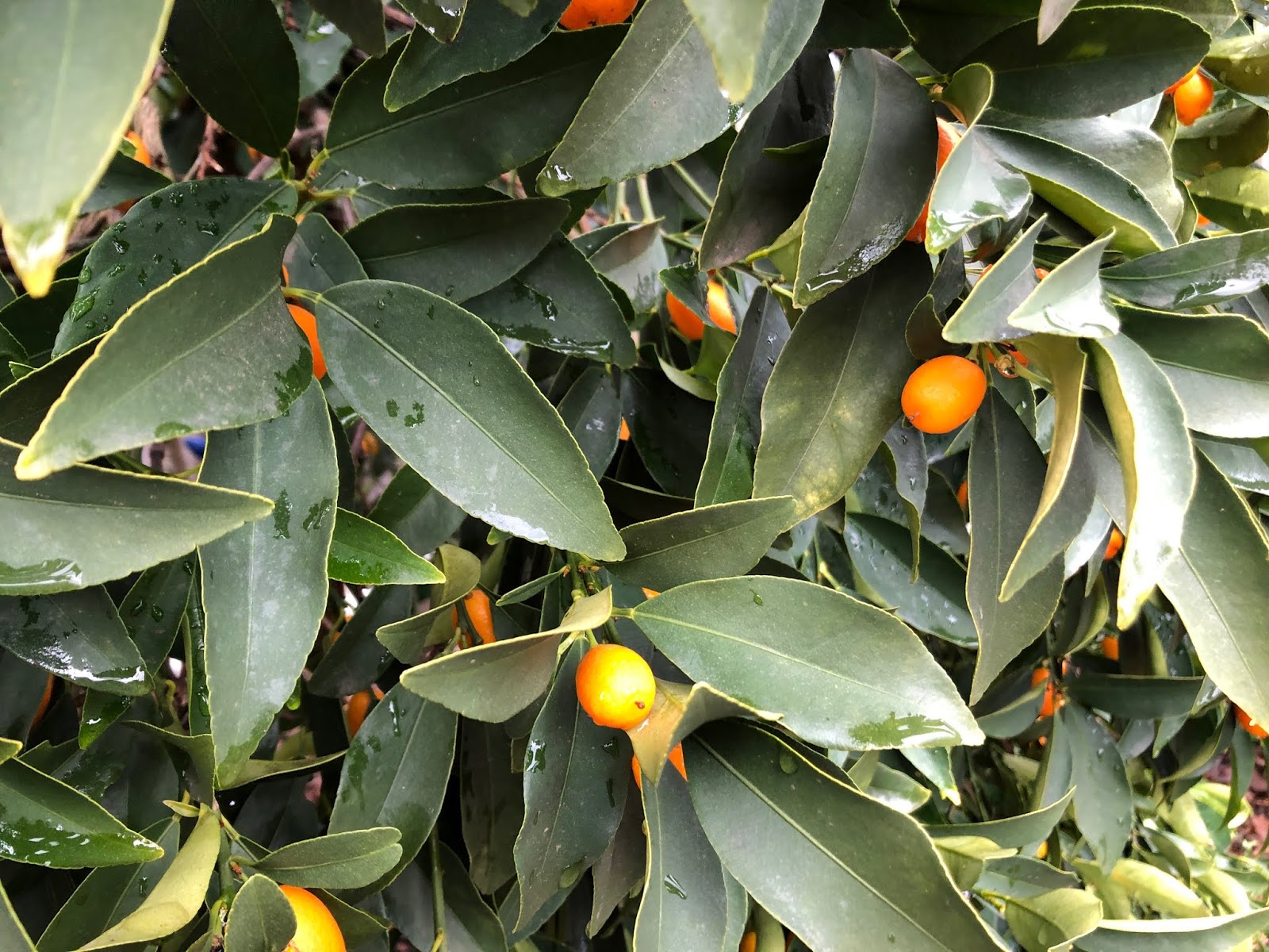 There's a lot to do with kumquats