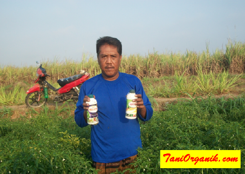Kiat Mencegah Hama dan Penyakit Budidaya cabai, Plus Tumbuh Subur (Bpk Tholib, Yogyakarta, 2015)