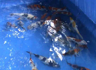 cara budidaya ikan koi di aquarium,budidaya ikan koi di kolam beton,budidaya ikan koi di kolam terpal,pembesaran ikan koi,Koi, cara budidaya ikan koi di aquarium,budidaya ikan koi di kolam beton,budidaya ikan koi di kolam terpal,pembesaran ikan koi,Koi,