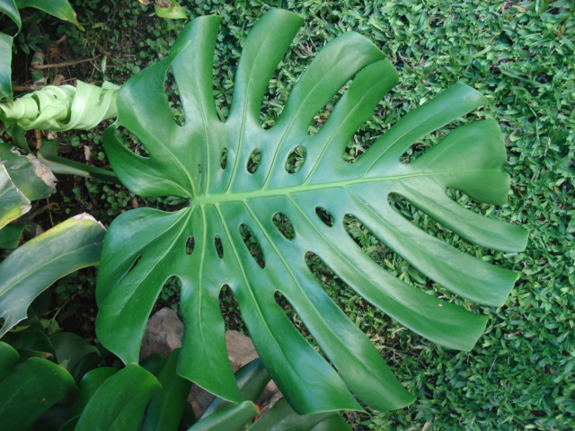 Reverdir **JARDINERIA Y PAISAJISMO**: CESPED de media sombra.