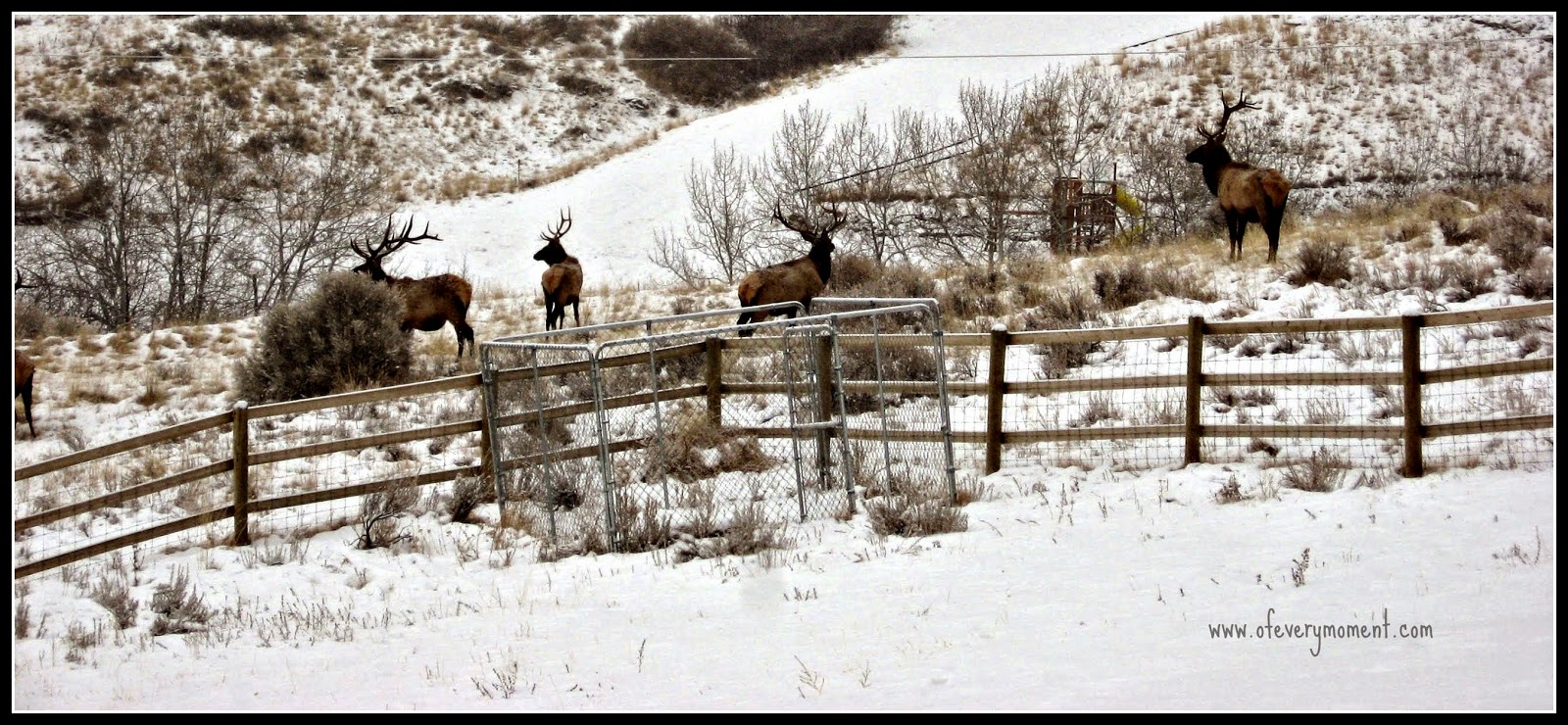 Elk, snow