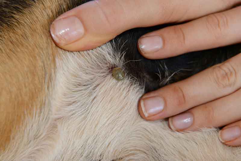 The Best Way How To Remove A Tick from A Dog Safely At