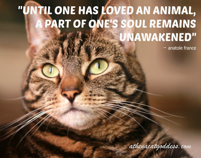 until one has loved an animal