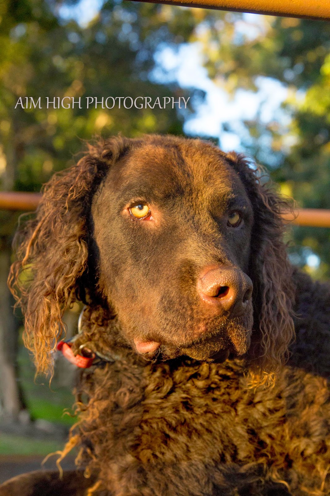 Ronnie the Curly Coated Retriever X Labrador
