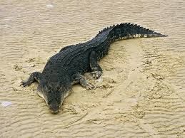 Crocodiles Digestive System | Sharbany