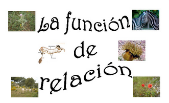 http://cplosangeles.juntaextremadura.net/web/edilim/curso_3/cmedio/los_seres_vivos_3/la_relacion/la_relacion.html