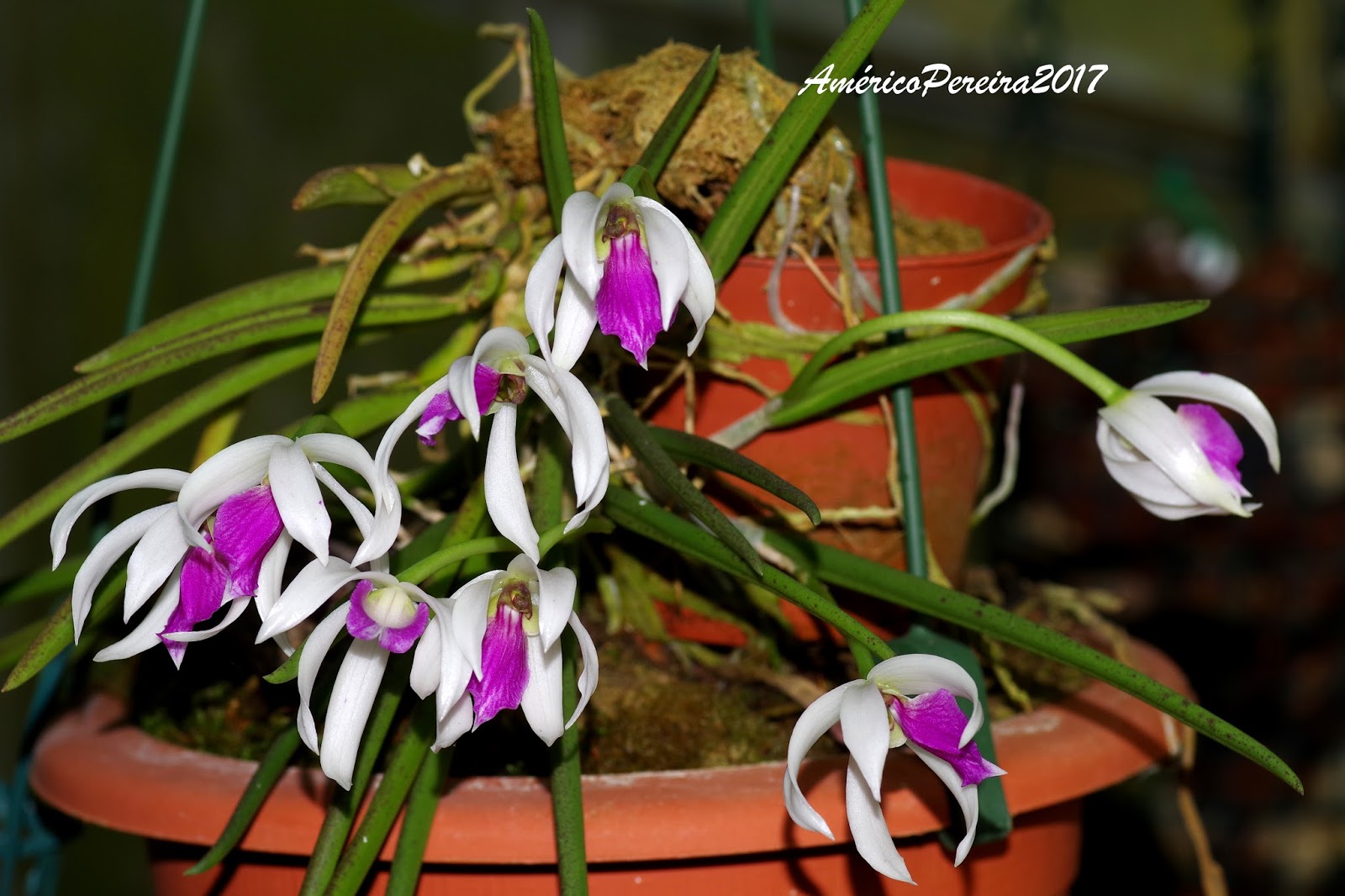 Orquídeas soltas: Leptotes bicolor
