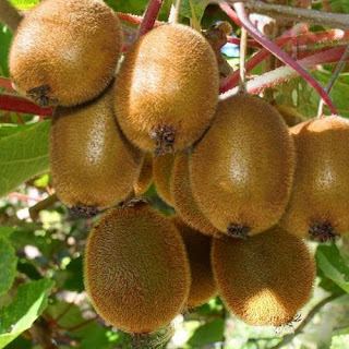Cung cấp giống KIWI chất lượng, cam kết chuẩn giống - Kĩ thuật trồng Kiwi Cung cấp giống KIWI chất lượng, cam kết chuẩn giống - Kĩ thuật trồng Kiwi