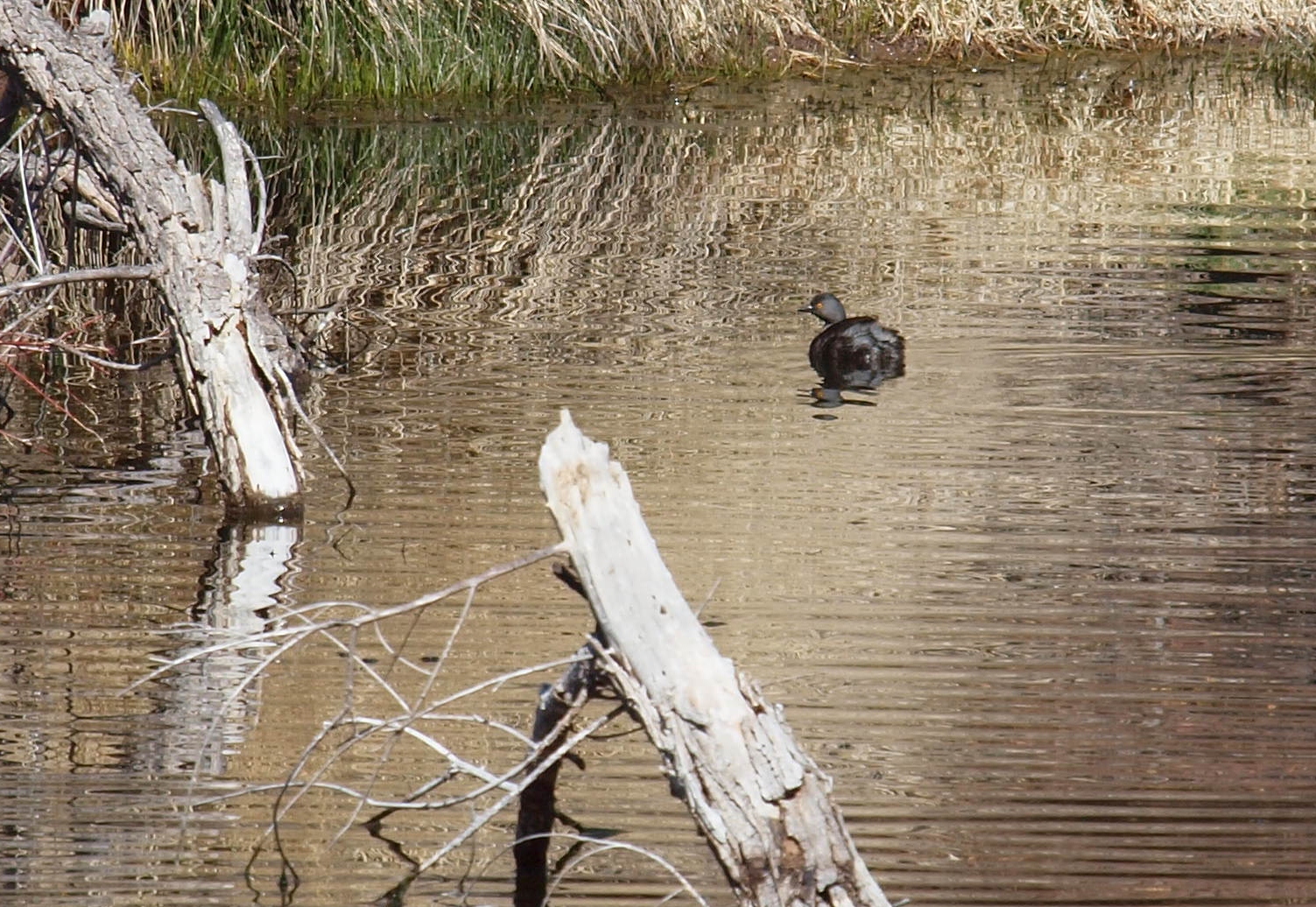 Birding Is Fun!: BiF! AZ Road Trip Recap