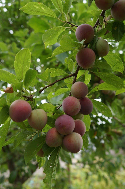 Japanese plum tree loaded with unripe plums.