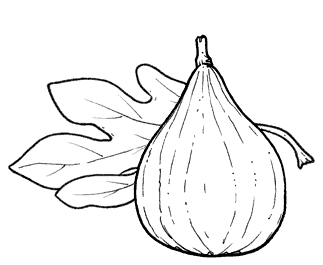 Desenhos de figo para colorir, pintar, imprimir! Fruta para pintar