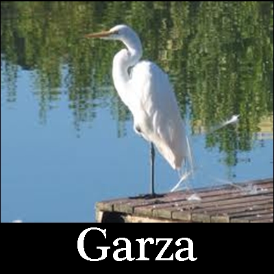 Imágenes garzas | Imágenes Bonitas En General