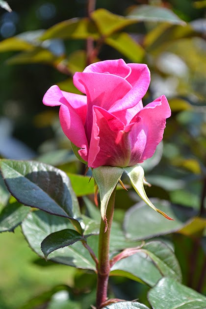 Rose by shewandersshefinds.com Rose by shewandersshefinds.com