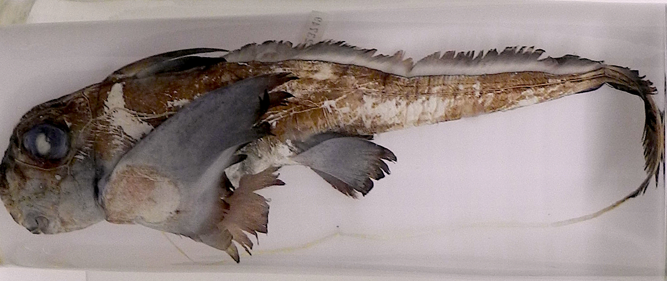 スポッテッドラットフィッシュ Spotted ratfish Hydrolagus colliei ...