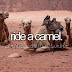 #24 Ride a camel ✓