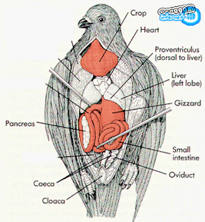 Ringkasan Sistem Ekskresi pada Hewan Vertebrata