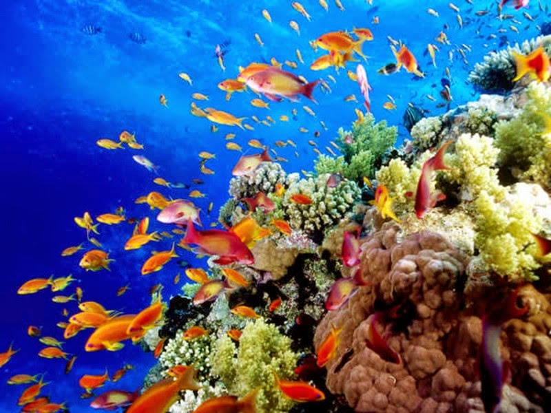 Vivere l'esperienza della Grande Barriera Corallina Vivere l'esperienza della Grande Barriera Corallina