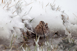 snipe walkin wild woman
