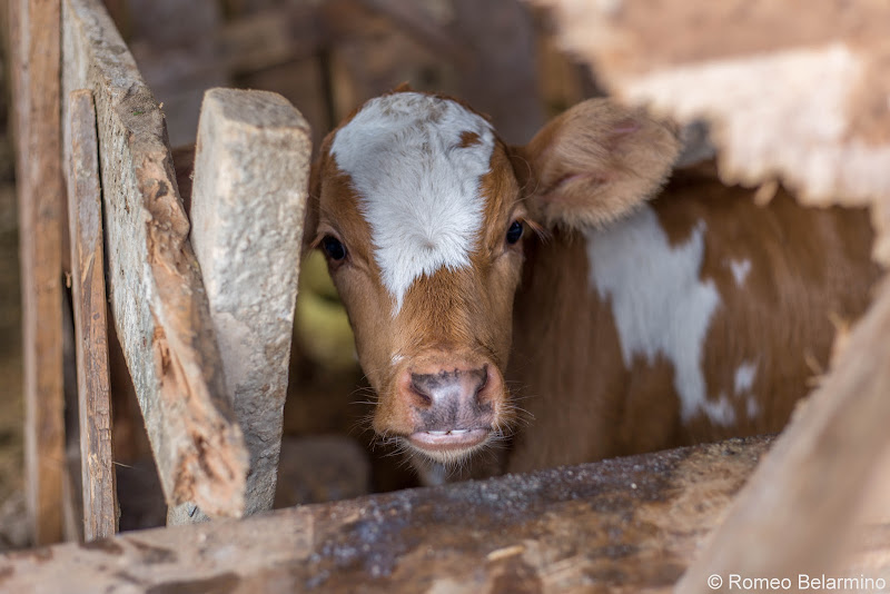 Baby Cow Volunteering in Kenya with Freedom Global