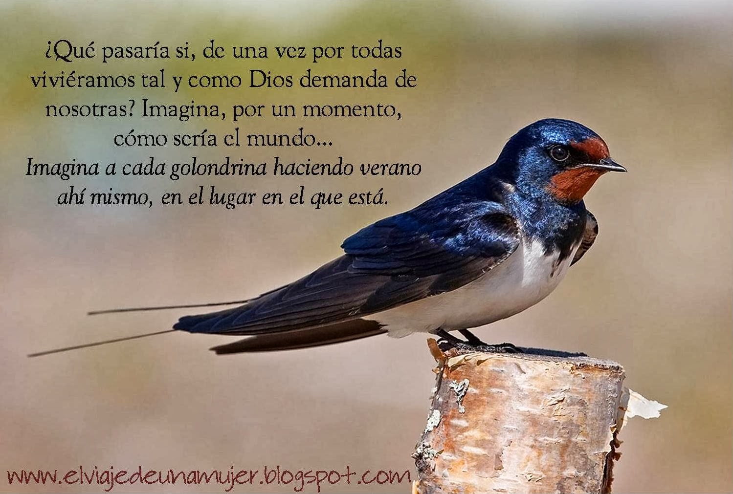 Como Dice El Dicho Una Golondrina elviajedeunamujer.blogspot.com