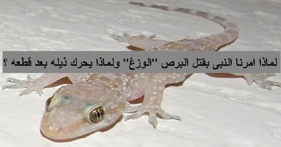 شاهد معنا: الحكمه من قتل البرص " الوزغ " ولماذا يحرك ذيله بعد قتله