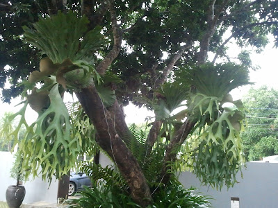 tropical plant in Thailand