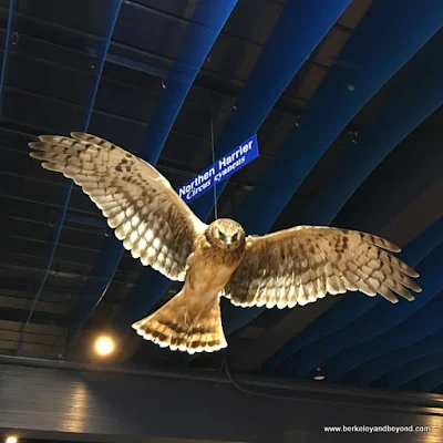 taxidermied Northern Harrier Morro Bay Museum of Natural History in Morro Bay State Park in Morro Bay, California