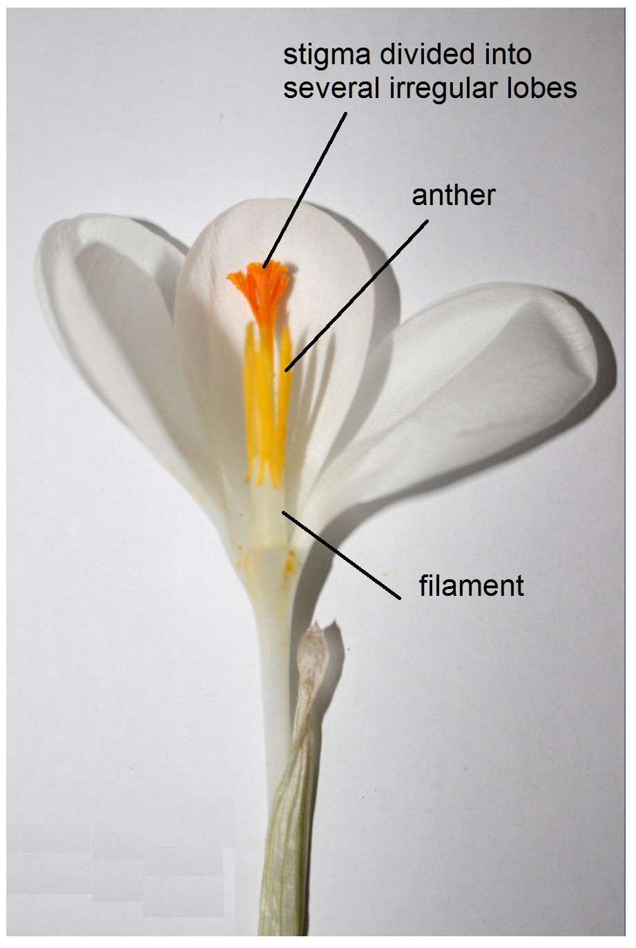 Mike's North Hants nature watch Crocus verna an example of a species
