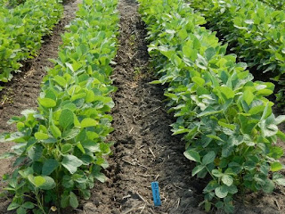 soybean-boundary-plus-cultivation