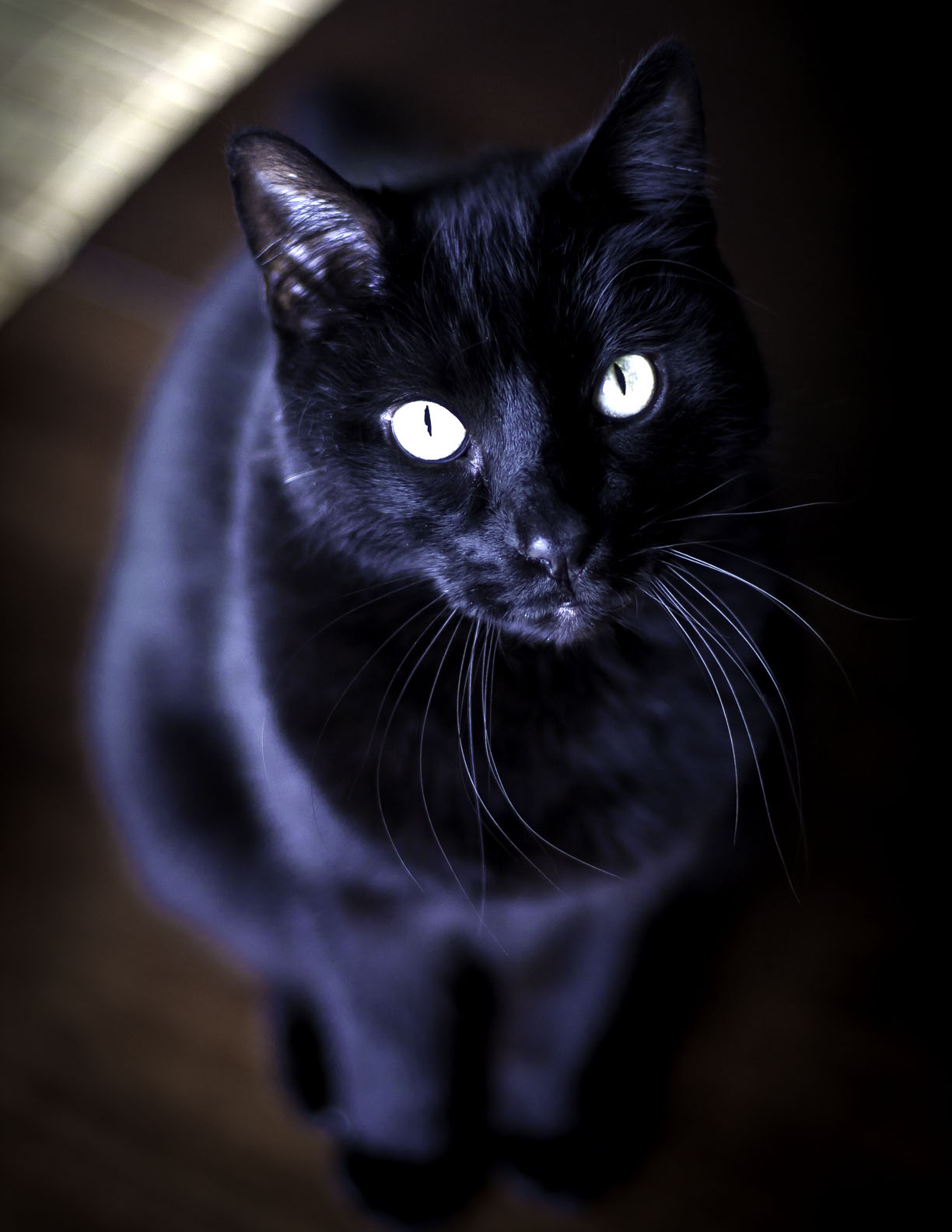 black and white american shorthair black and white american shorthair
