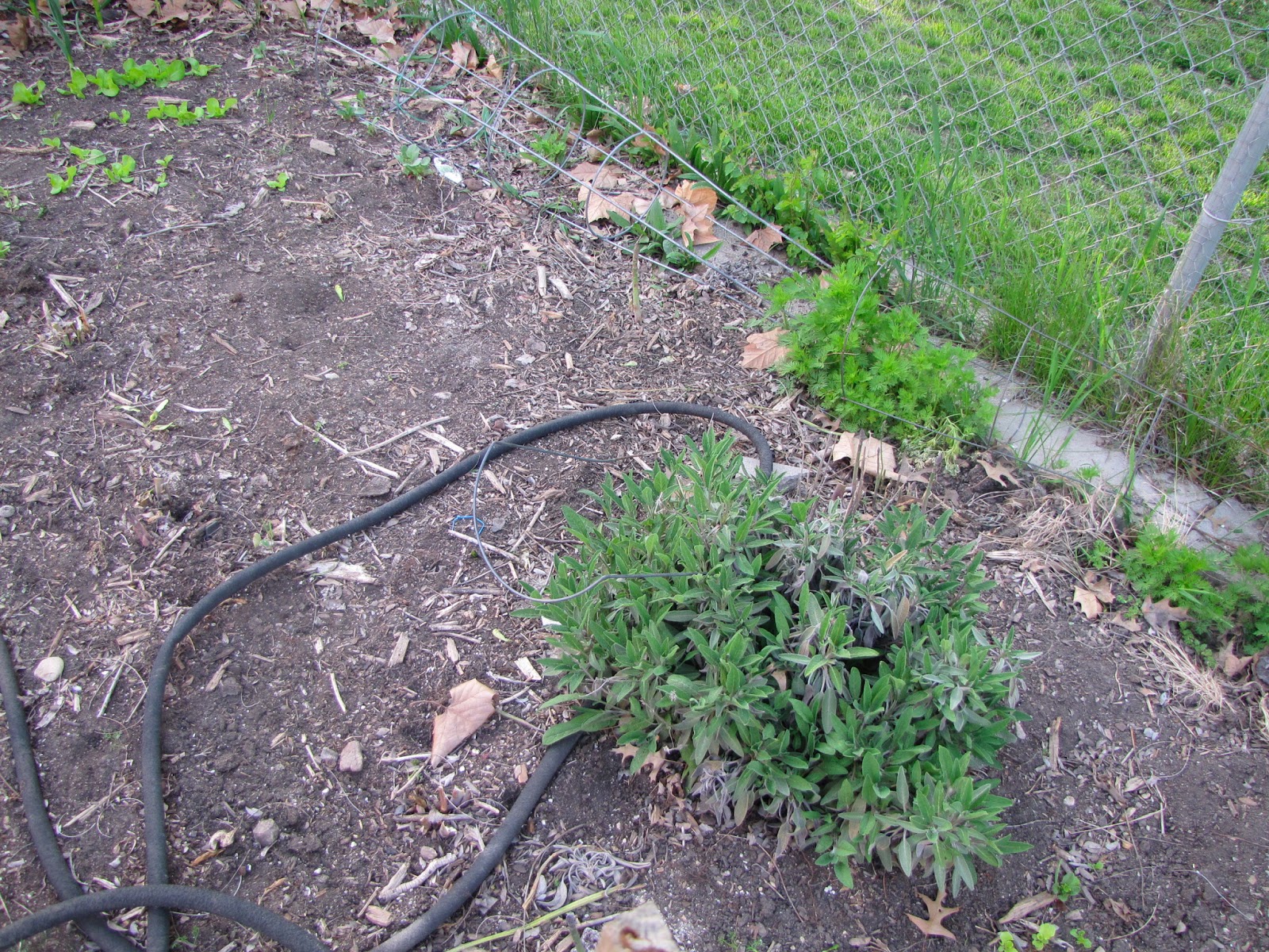 A Corner Garden: Vegetable Garden