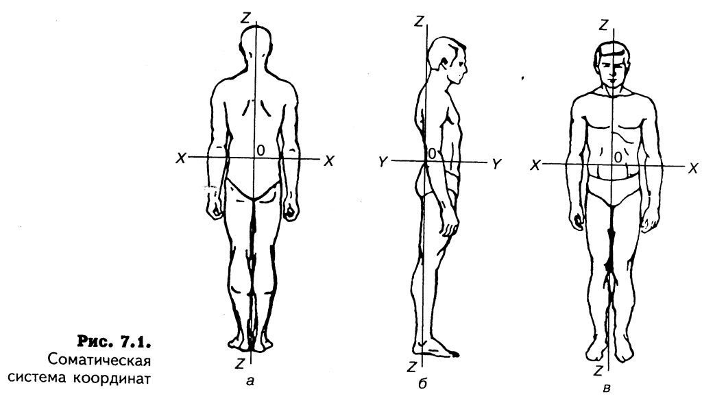 Три оси человека. Симметрия тела человека. Симметричное тело человека. Зеркальная симметрия человека. Ось симметрии в теле человека.
